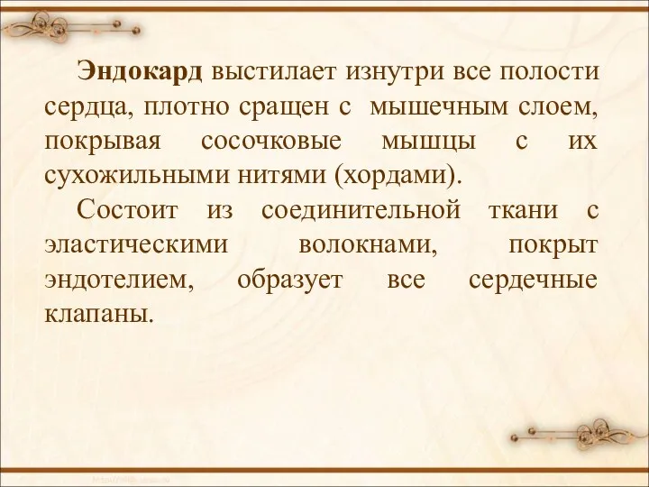 Эндокард выстилает изнутри все полости сердца, плотно сращен с мышечным слоем, покрывая