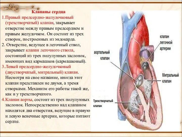 Клапаны сердца Правый предсердно-желудочковый (трехстворчатый) клапан, закрывает отверстие между правым предсердием и