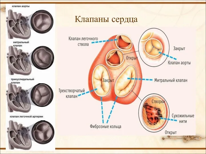 Клапаны сердца