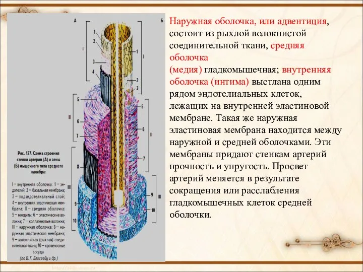 Наружная оболочка, или адвентиция, состоит из рыхлой волокнистой соединительной ткани, средняя оболочка