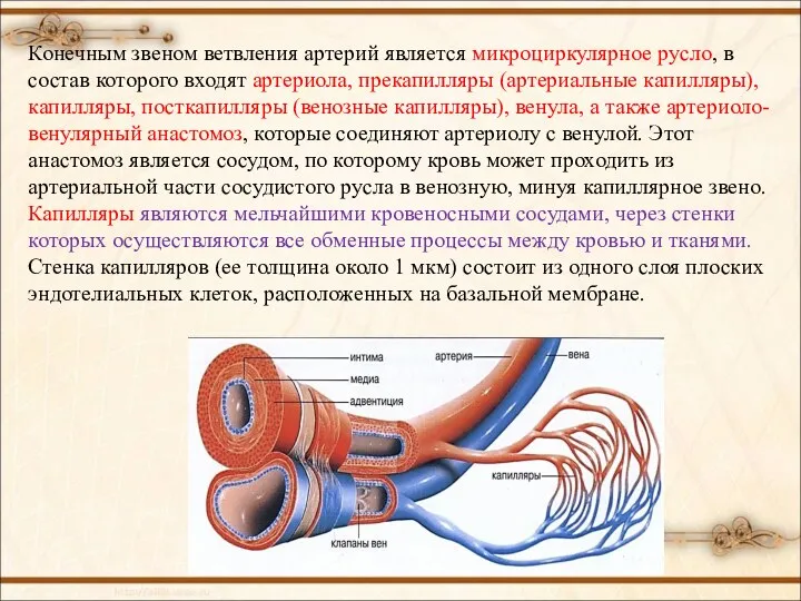 Конечным звеном ветвления артерий является микроциркулярное русло, в состав которого входят артериола,