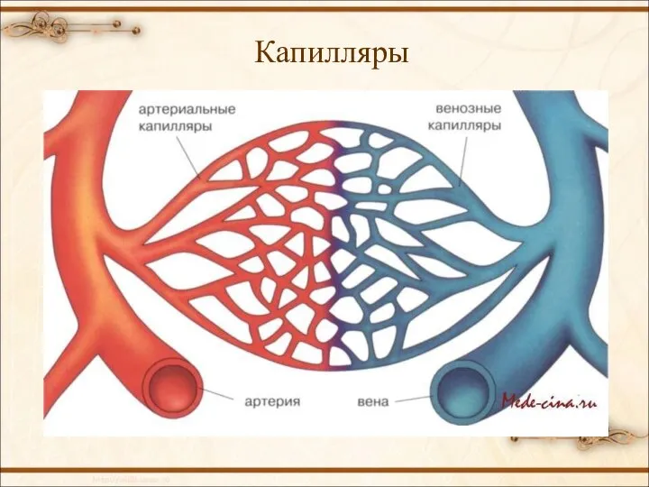 Капилляры