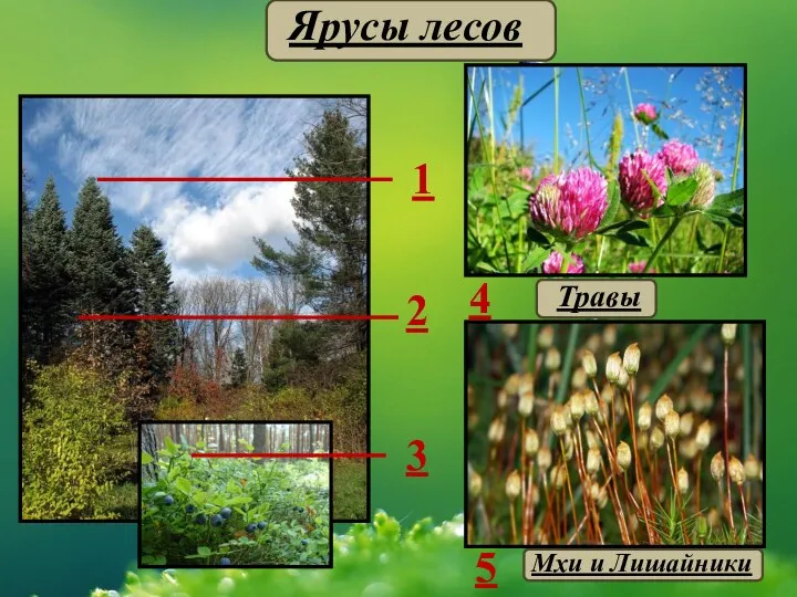 Ярусы лесов 5 1 2 3 4 Мхи и Лишайники Травы