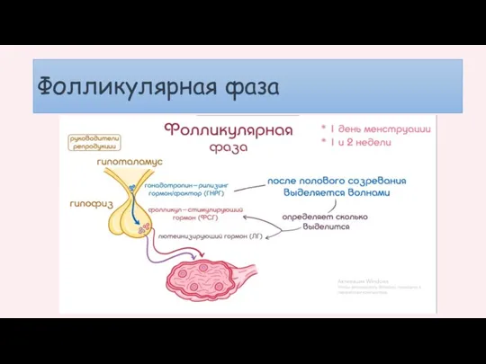 Фолликулярная фаза