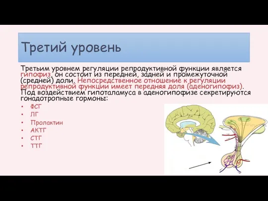 Третий уровень Третьим уровнем регуляции репродуктивной функции является гипофиз, он состоит из