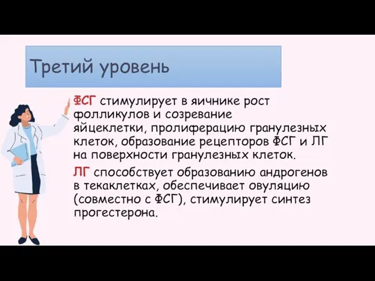 Третий уровень ФСГ стимулирует в яичнике рост фолликулов и созревание яйцеклетки, пролиферацию