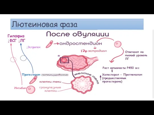 Лютеиновая фаза Рост активности Р450 scc Отвечают на низкий уровень ЛГ Холестерол