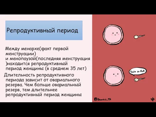 Репродуктивный период Между менархе(факт первой менструации)и менопаузой(последняя менструация)находится репродуктивный период женщины (в