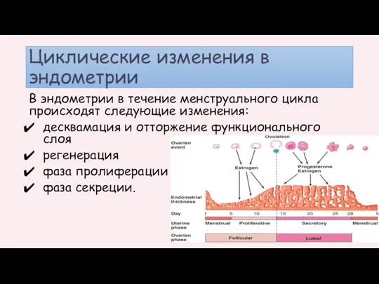 Циклические изменения в эндометрии В эндометрии в течение менструального цикла происходят следующие