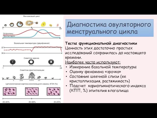 Диагностика овуляторного менструального цикла Тесты функциональной диагностики Ценность этих достаточно простых исследований