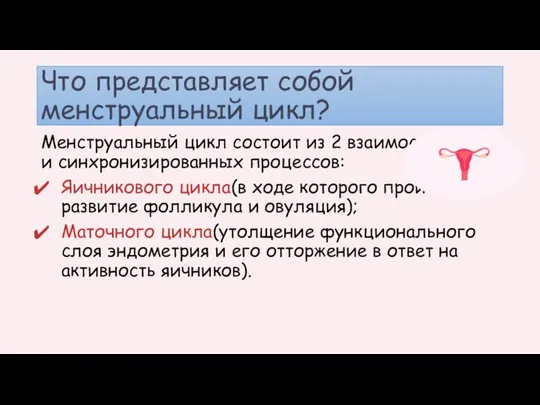 Что представляет собой менструальный цикл? Менструальный цикл состоит из 2 взаимосвязанных и