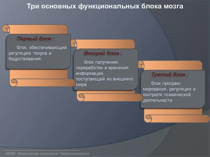 Три основных функциональных блока мозга НИМБ. Клиническая психология. Нейропсихология