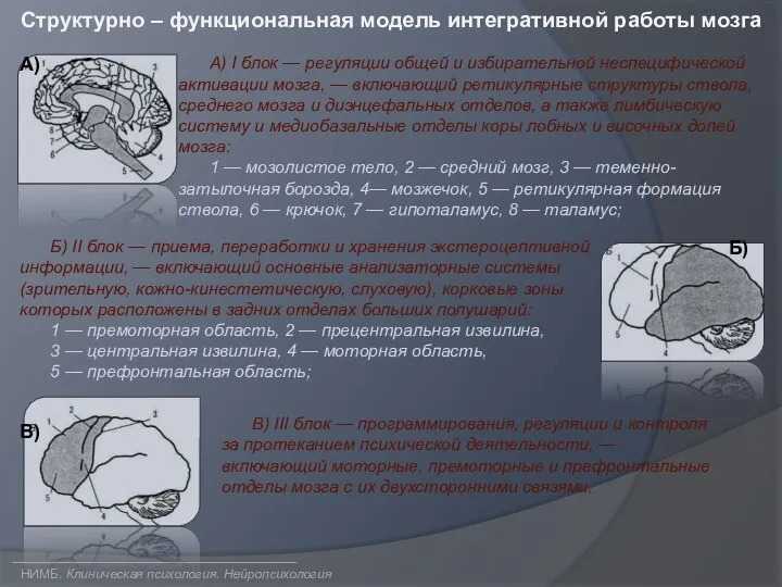 А) I блок — регуляции общей и избирательной неспецифической активации мозга, —