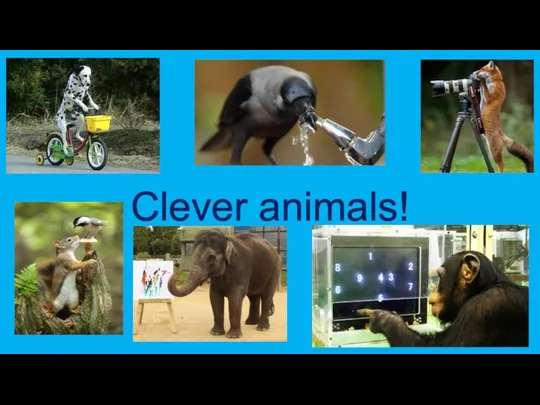 Clever animals!