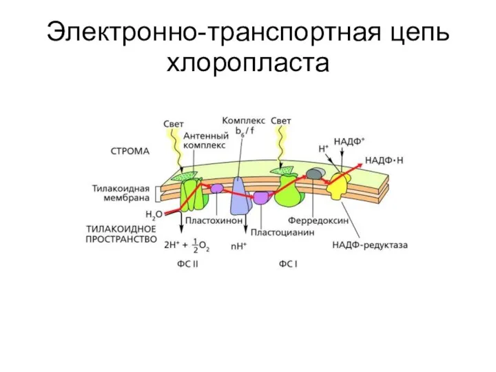 Электронно-транспортная цепь хлоропласта