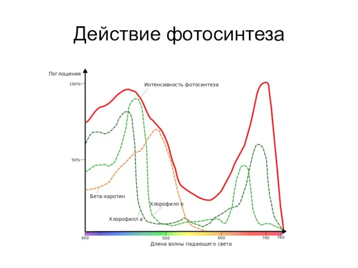 Действие фотосинтеза