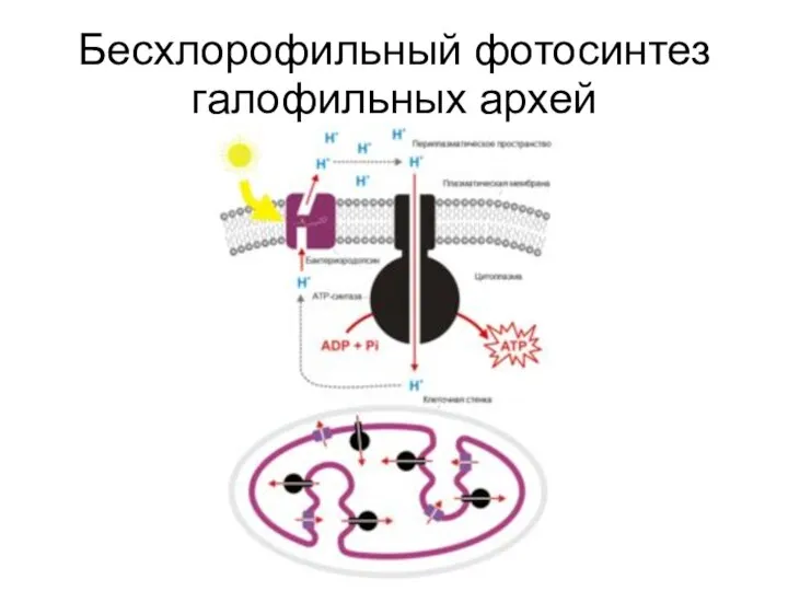 Бесхлорофильный фотосинтез галофильных архей