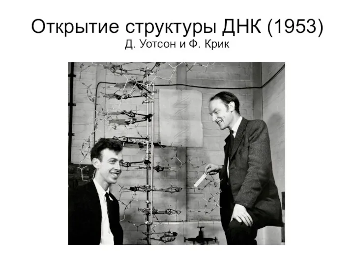 Открытие структуры ДНК (1953) Д. Уотсон и Ф. Крик