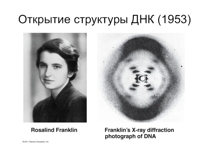 Открытие структуры ДНК (1953)