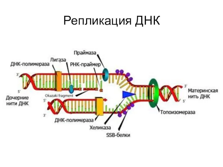 Репликация ДНК