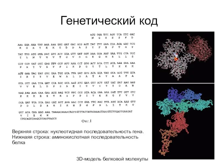 Генетический код Верхняя строка: нуклеотидная последовательность гена. Нижнаяя строка: аминокислотная последовательность белка 3D-модель белковой молекулы