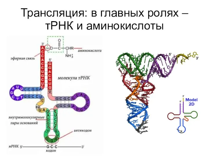 Трансляция: в главных ролях – тРНК и аминокислоты