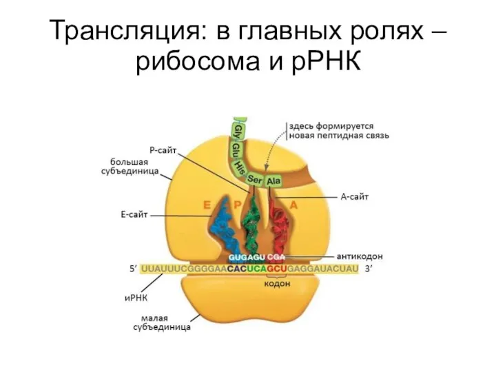 Трансляция: в главных ролях – рибосома и рРНК