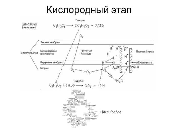 Кислородный этап Цикл Кребса