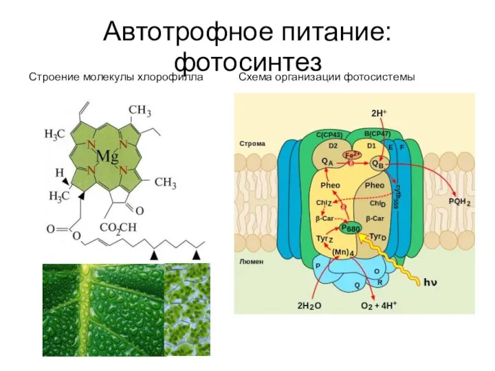 Автотрофное питание: фотосинтез Строение молекулы хлорофилла Схема организации фотосистемы
