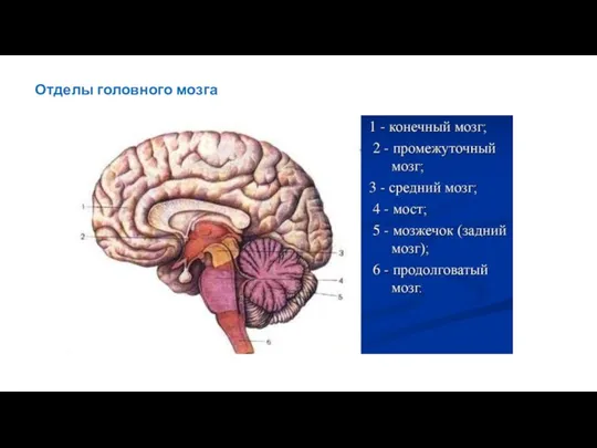 Отделы головного мозга