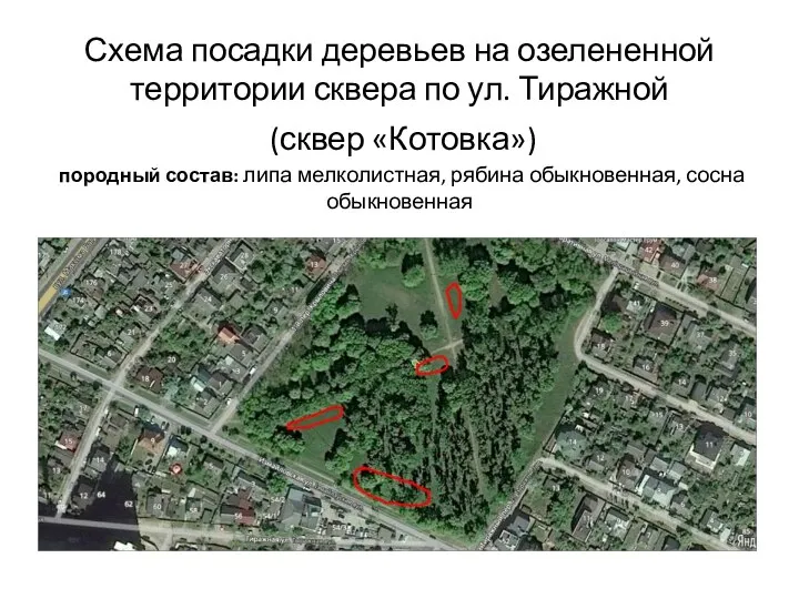 Схема посадки деревьев на озелененной территории сквера по ул. Тиражной (сквер «Котовка»)