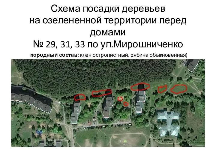 Схема посадки деревьев на озелененной территории перед домами № 29, 31, 33