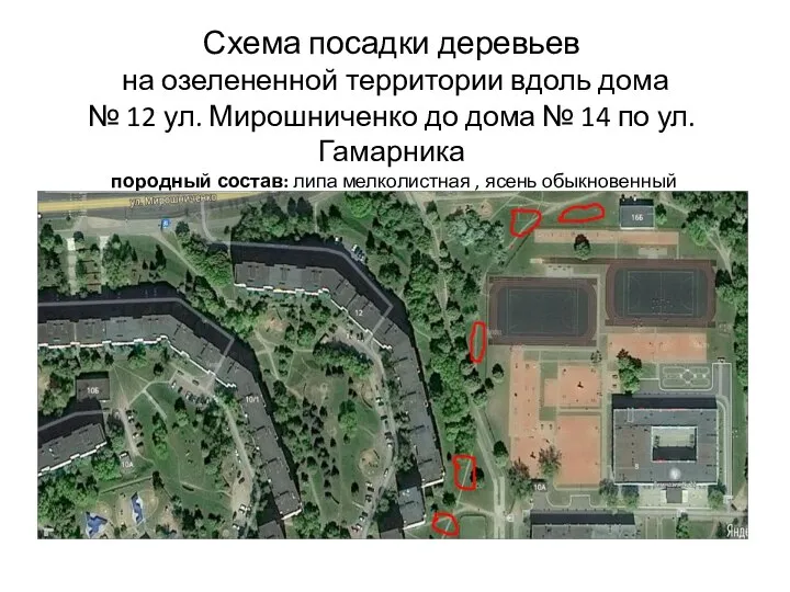 Схема посадки деревьев на озелененной территории вдоль дома № 12 ул. Мирошниченко