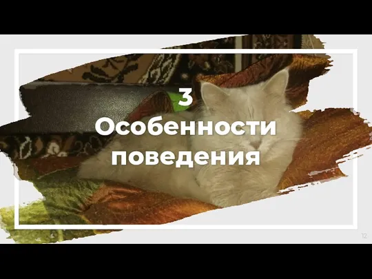 3 Особенности поведения