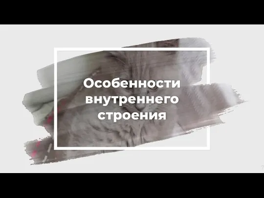 Особенности внутреннего строения