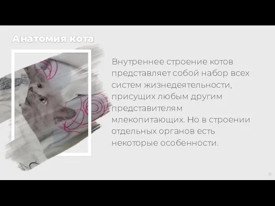 Анатомия кота Внутреннее строение котов представляет собой набор всех систем жизнедеятельности, присущих