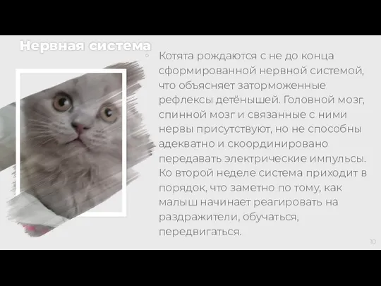 Нервная система Котята рождаются с не до конца сформированной нервной системой, что