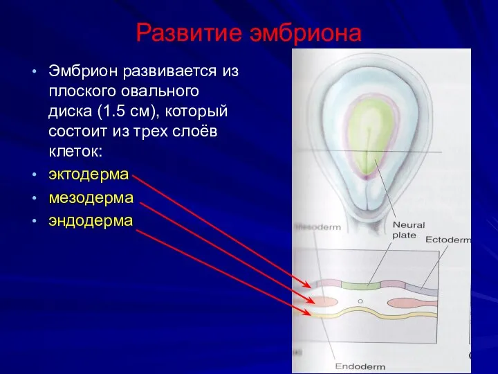 Развитие эмбриона Эмбрион развивается из плоского овального диска (1.5 см), который состоит