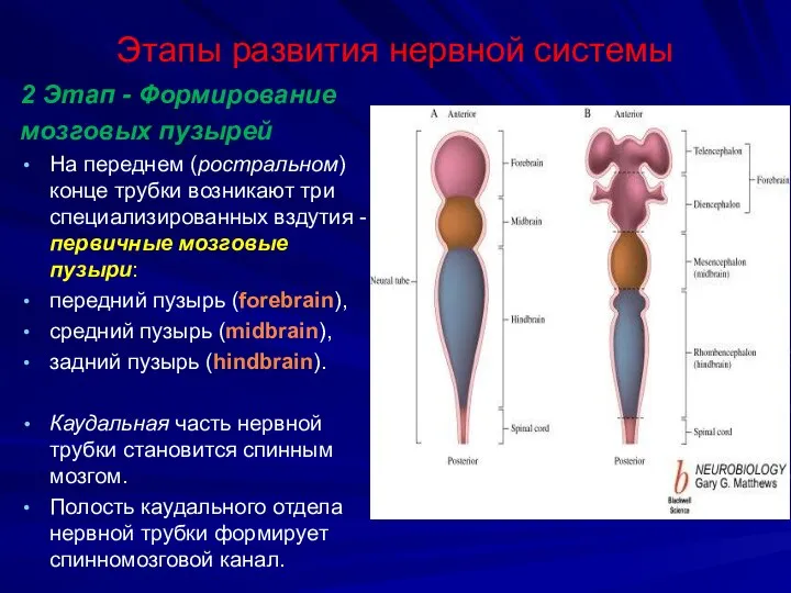 Этапы развития нервной системы 2 Этап - Формирование мозговых пузырей На переднем