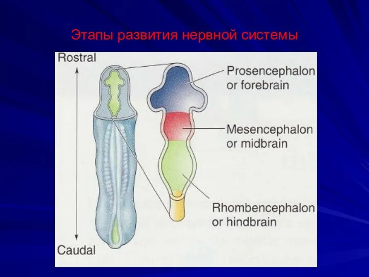 Этапы развития нервной системы