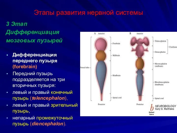 Этапы развития нервной системы 3 Этап Дифференциация мозговых пузырей Дифференциация переднего пузыря