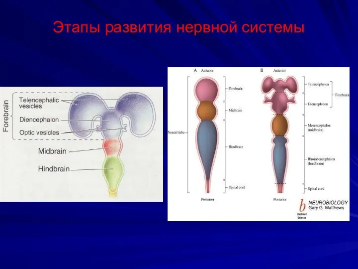 Этапы развития нервной системы