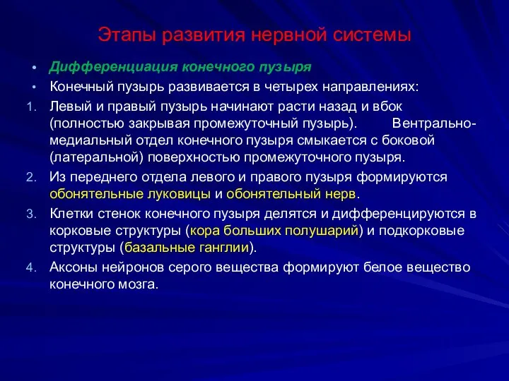 Этапы развития нервной системы Дифференциация конечного пузыря Конечный пузырь развивается в четырех