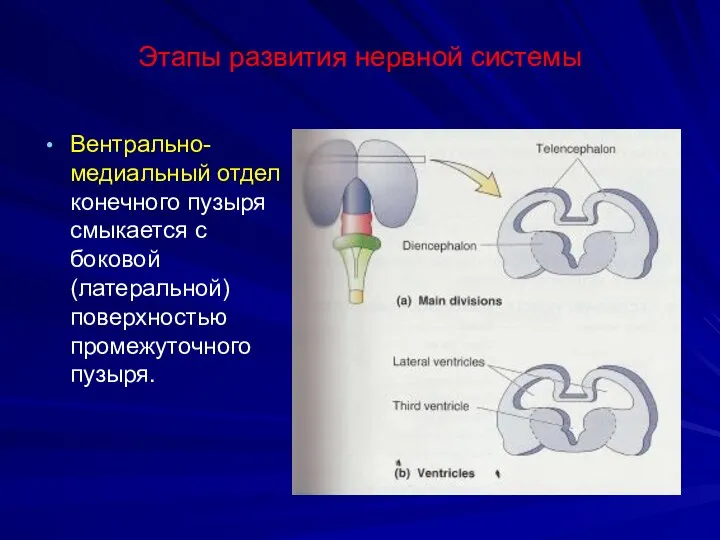 Этапы развития нервной системы Вентрально-медиальный отдел конечного пузыря смыкается с боковой (латеральной) поверхностью промежуточного пузыря.