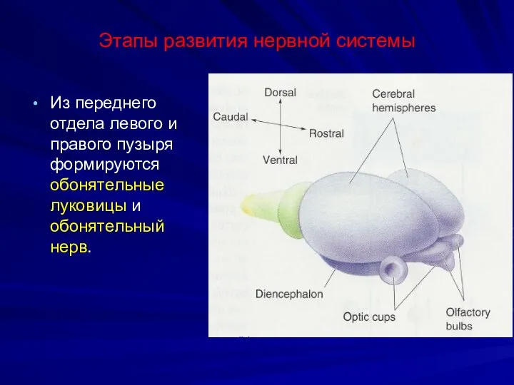 Этапы развития нервной системы Из переднего отдела левого и правого пузыря формируются