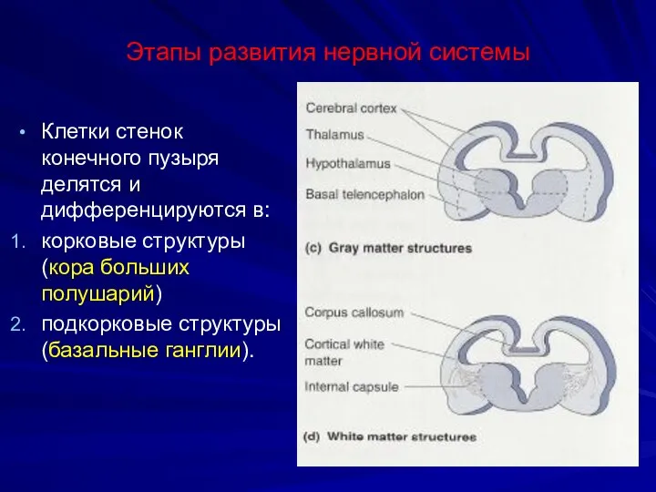 Этапы развития нервной системы Клетки стенок конечного пузыря делятся и дифференцируются в: