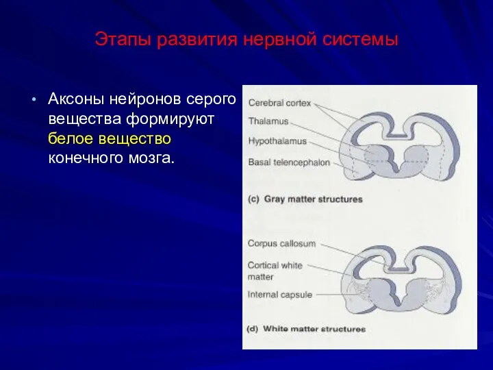 Этапы развития нервной системы Аксоны нейронов серого вещества формируют белое вещество конечного мозга.