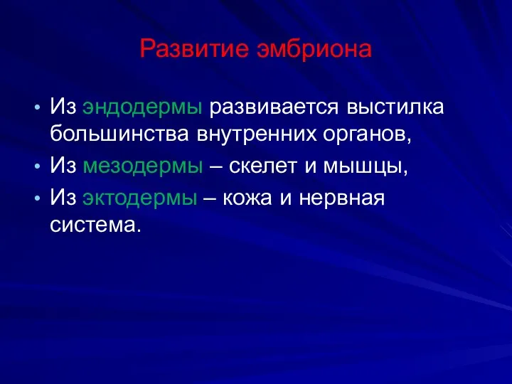 Развитие эмбриона Из эндодермы развивается выстилка большинства внутренних органов, Из мезодермы –