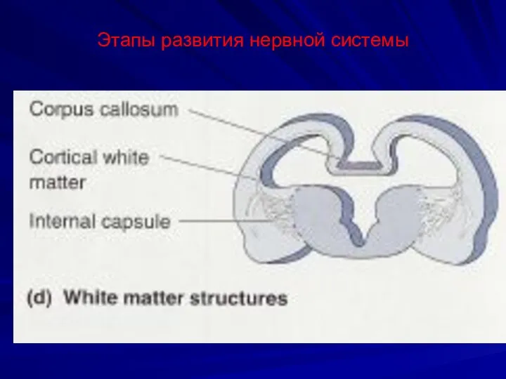 Этапы развития нервной системы