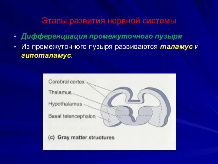 Этапы развития нервной системы Дифференциация промежуточного пузыря Из промежуточного пузыря развиваются таламус и гипоталамус.